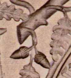 Ramos de carvalho